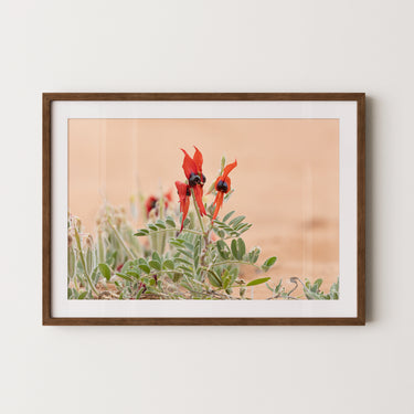 Sturt’s Desert Pea photography print with red flowers and green foliage, shown in a solid walnut frame with a white archival mat border.