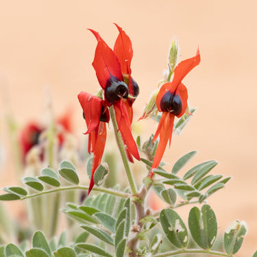 Close-up of Sturt’s desert pea flowers with vivid red petals, glossy black centres and green leaves against soft sand tones.