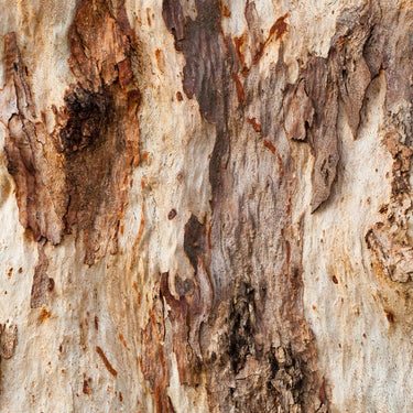 Gum tree bark photography closeup view