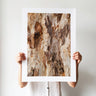Gum tree bark photography print by Australian Flora