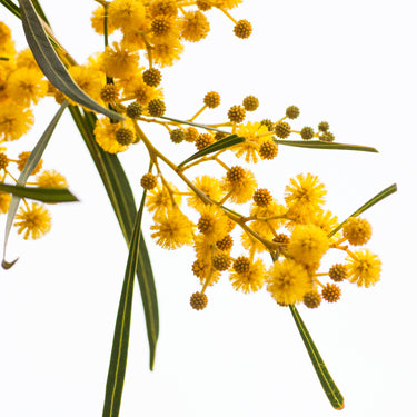 Wattle  flowersphotography closeup view