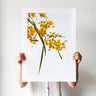 Wattle botanical photography print by Australian Flora