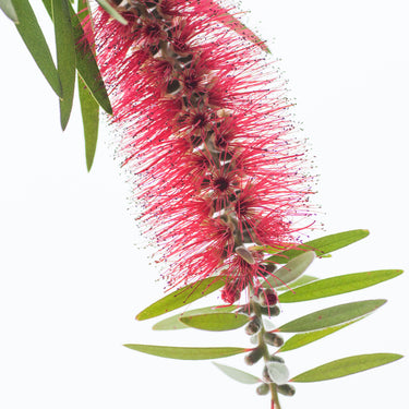 Red bottlebrush botanical photography closeup