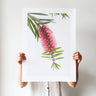 Red bottlebrush botanical photography print by Australian Flora